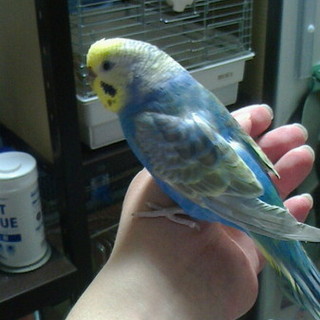 交渉中につき募集一時停止。レインボー、成鳥の里親様