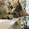 急募 雑種女の子 くう サムネイル4