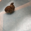 姫うずら