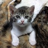 よもぎねこ(保護活動者)