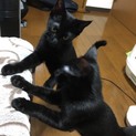 【緊急】生後5ヶ月黒猫兄弟里親募集!!