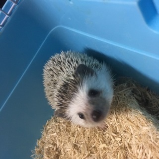 可愛がってくれる方募集中