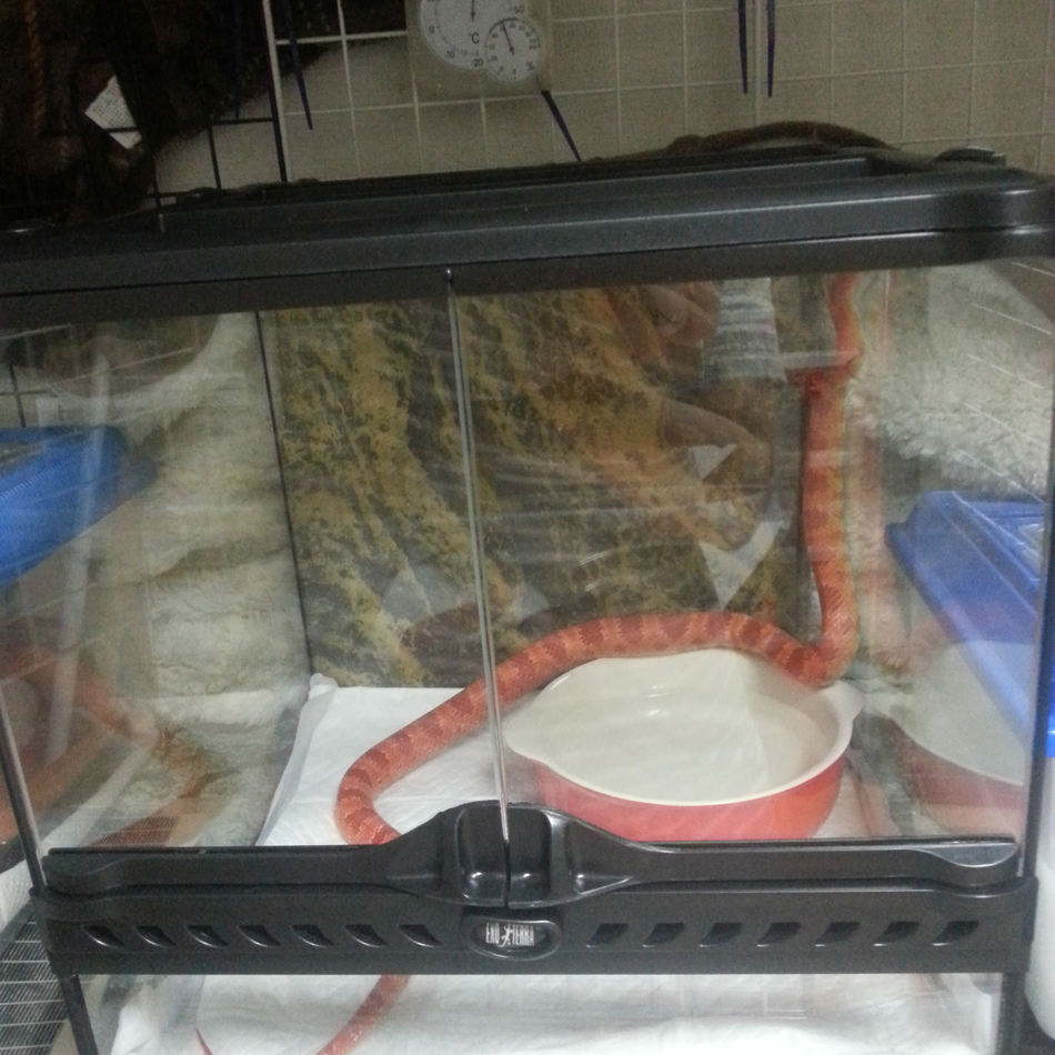 リップのカバー写真