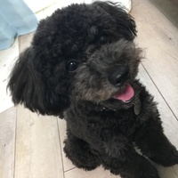 トト