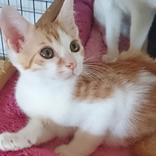 オレオとリッツとビスコです(オレオくん紹介)