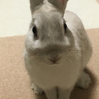 ★再開★ウサギ里親募集