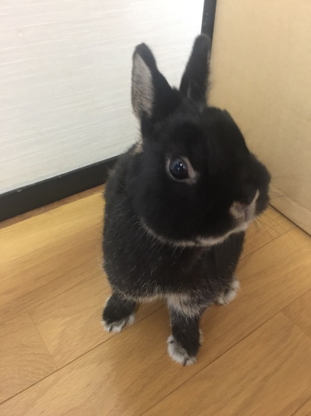 可愛がってください！とても人懐こい子です。 サムネイル2