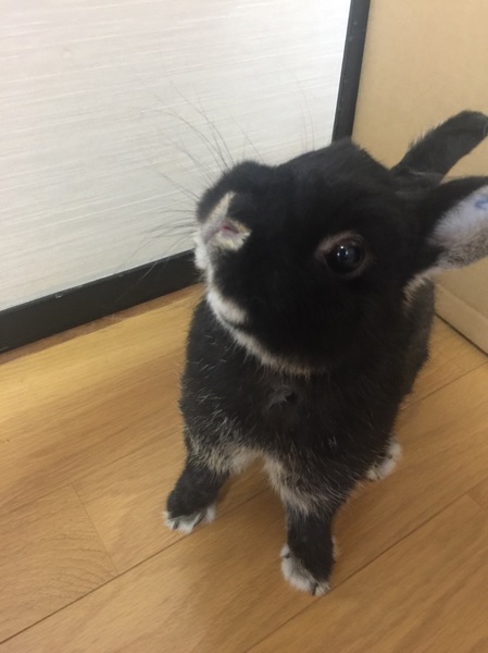 可愛がってください！とても人懐こい子です。 サムネイル3