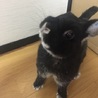 可愛がってください！とても人懐こい子です。 サムネイル3