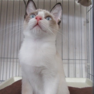 たぬき系子猫「ティアナ」６か月メス