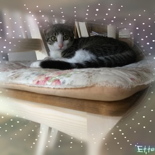 グレー系キジ白の美猫な女の子♪