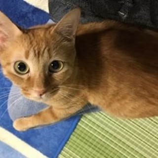 初めて猫飼う方にも♡性格良い茶トラくん