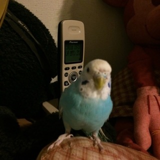 保護したセキセイインコちゃんです！
