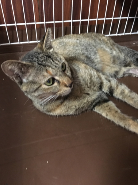 ちょっと珍しい麦わら柄の 大阪府 猫の里親募集 ペットのおうち 月間利用者150万人 ちょっと珍しい麦わら柄の 大阪府 猫の里親募集 ペットのおうち 月間利用者150万人