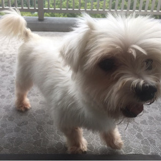 シャイで人が大好き　はなまる君