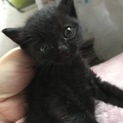 真っ黒子猫ちゃん女の子