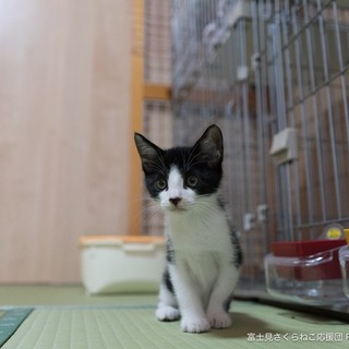 綺麗な白黒ハチワレ、マグ君♪