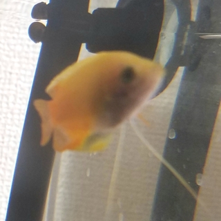 ゴールデンハニードワーフグラミー４匹