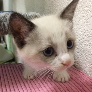 おてんばなシャムミックス♡みに