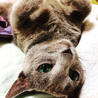 ４歳メスロシアンミックスの一時預かり募集！