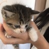 7匹の子猫ちゃん