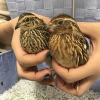 名前はまだありません。