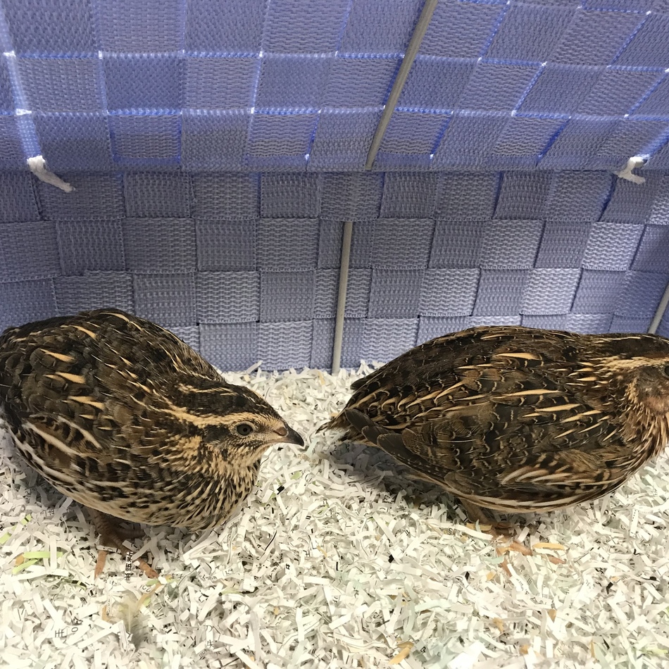 名前はまだありません。のカバー写真