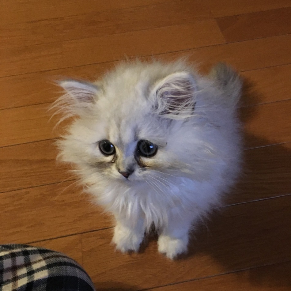 ましゅのカバー写真