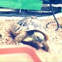 ヘルマンリクガメです