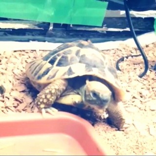 ヘルマンリクガメです