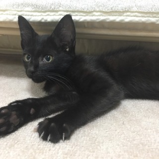 イケメンで賢い黒猫ちゃん