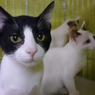 人大好ききょうだい・ベロ