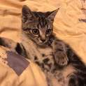 キジトラちび猫ちゃん(美人(猫)さん)