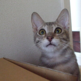 3ヶ月になるチュータ君です！