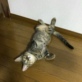 とってもかわいいしましま男子