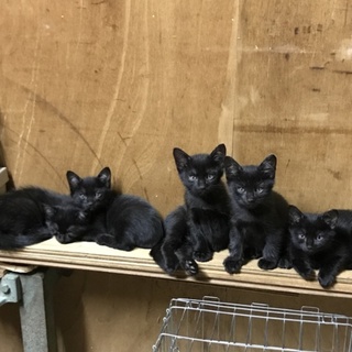 黒い子猫さん