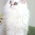 良血統チンチラペルシャ