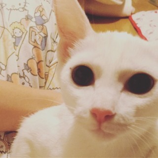 真っ白な子猫♥こむぎちゃん♀