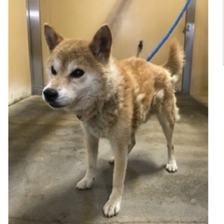 保健所収容犬 長崎県 里親募集