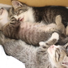 保護猫’s