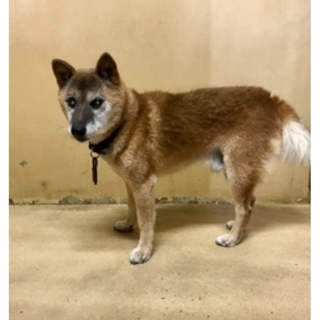 長崎県大村市収容より里親募集