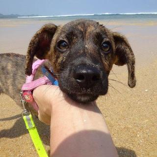 琉球犬MIX　4カ月オス　ピースくん