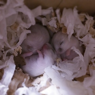 ジャンガリアンハムスター赤ちゃん