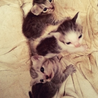 うちで生まれた子猫ちゃん！