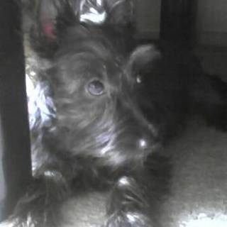 里親様見つかりました。