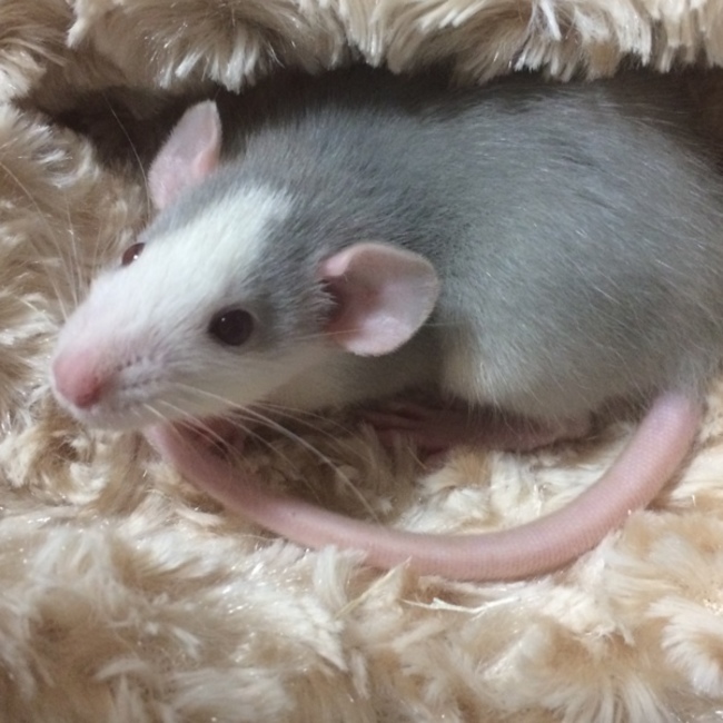 るな0402のカバー写真