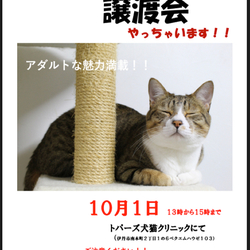 おとな猫だけの譲渡会