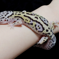 みどがるずおるむ