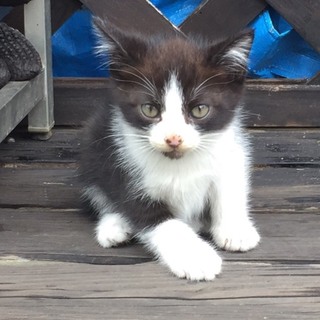 ☆かわいい子猫２兄弟の里親募集中です☆