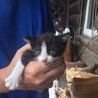 ☆かわいい子猫２兄弟の里親募集中です☆ サムネイル2